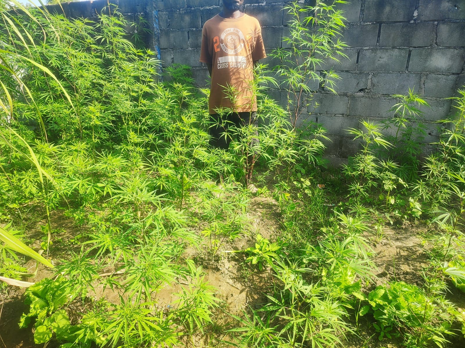 Jovem detido por cultivo e comercialização de suruma em Quelimane