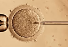 Ferramenta inédita pode prolongar a fertilidade feminina no futuro