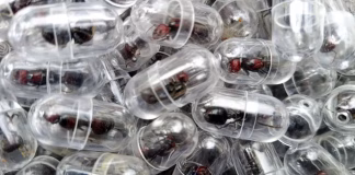 Homem é preso em aeroporto no Quênia ao tentar contrabandear mais de 2.000 formigas