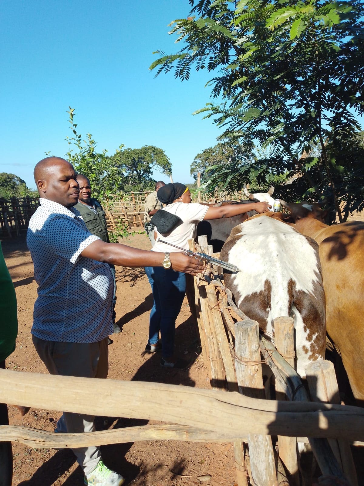 Governo De Mogincual Lanca Campanha De Vacinacao Obrigatoria De Gado Bovino Para Proteger A Economia Local Governo De Mogincual Lanca Campanha De Vacinacao Obrigatoria De Gado Bovino Para Proteger A Economia Local